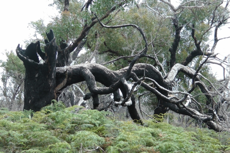 Uriger Wald bei Millers Landing